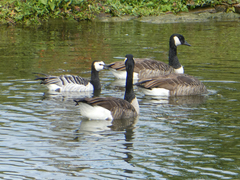 Branta canadensis