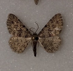 Mericisca perpictaria