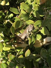 Melanoplus differentialis