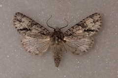 Acronicta beameri