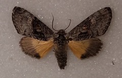 Semixanthia franclemonti