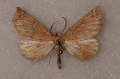 Caripeta macularia