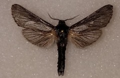 Inguromorpha itzalana