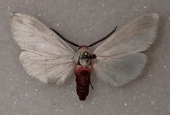Pygarctia roseicapitis