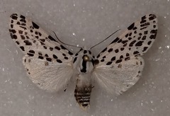 Hypercompe permaculata