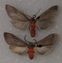 Pygarctia murina