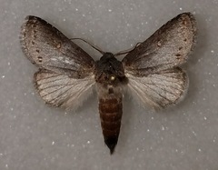 Theroa zethus
