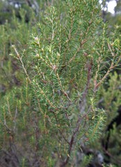 Erica australis aragonensis