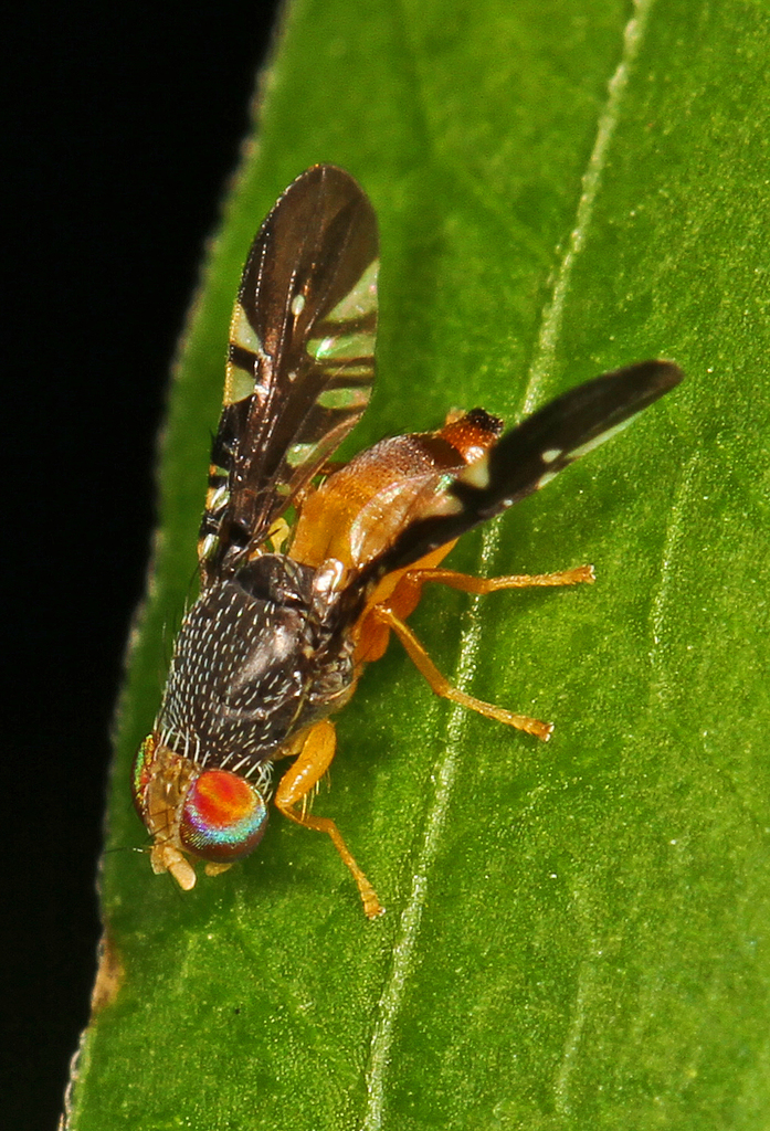 Xanthaciura
