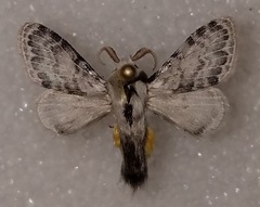 Apotolype brevicrista