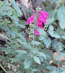 Salvia lemmonii