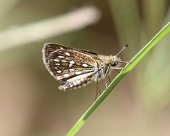 Piruna aea