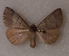 Ptichodis ovalis