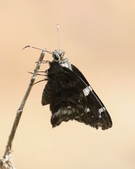 Codatractus arizonensis