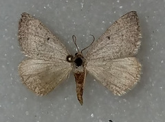 Taeniogramma tenebrosata