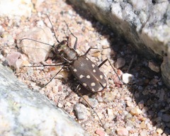 Cicindela sedecimpunctata
