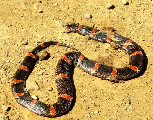 Mexican Long-nosed Snake