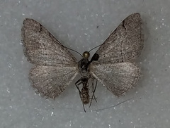 Digrammia setonana