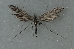Oidaematophorus phaceliae