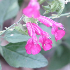 Salvia lemmonii
