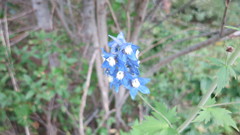 Delphinium cultorum