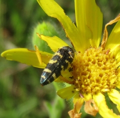 Acmaeodera macra