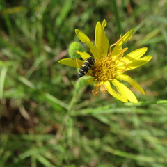 Acmaeodera macra