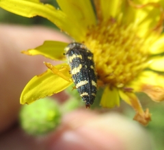 Acmaeodera macra