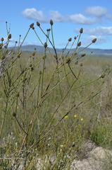 Thesium spicatum