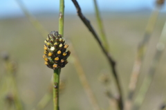 Thesium spicatum