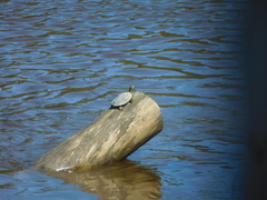 Graptemys sabinensis