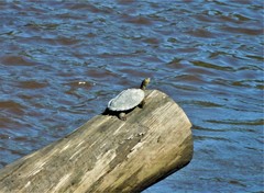 Graptemys sabinensis