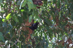 Eudynamys scolopaceus