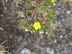 Potentilla crantzii