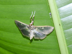 Apilocrocis brumalis