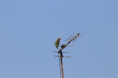 Psilopogon zeylanicus