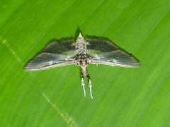 Apilocrocis brumalis
