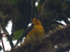 Myioborus ornatus