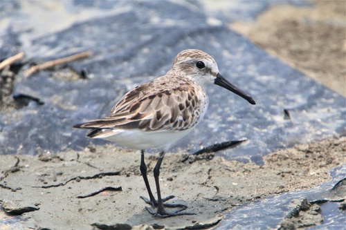 Western Sandpiper (Calidris mauri)