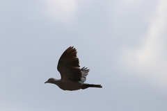 Ducula aenea pusilla