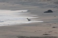 Esacus recurvirostris