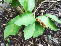 Coccoloba floribunda