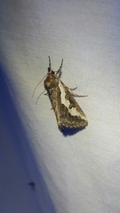 Euscirrhopterus gloveri