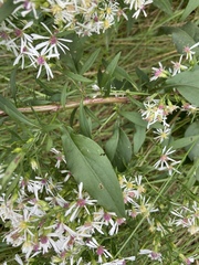 Symphyotrichum urophyllum