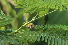 Zosterops ceylonensis