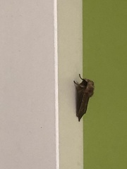Lepidoptera