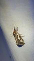 Euscirrhopterus gloveri