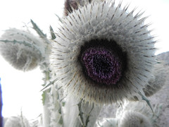 Cirsium nivale