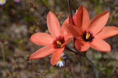 Ixia tenuifolia
