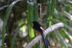 Copsychus malabaricus leggei